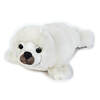 Foca