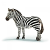 Giovane Femmina Di Zebra