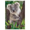Puzzle 250 Baby Koala (29054)