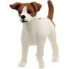 Jack Russel Terrier