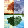 Puzzle - Albero Di Stagione - 500 Pezzi