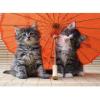 Kitten Umbrella (14256)