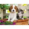 The dog and the cat 1000 pezzi High Quality Collection (39270)