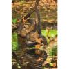 Scimpanzè Piccolo 1000 pezzi National Geographic (39301)