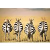 Zebre Puzzle 300 pz - Puzzle moments (13312)