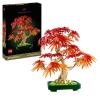 Bonsai di acero rosso giapponese (10348)