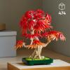 Bonsai di acero rosso giapponese (10348)