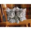 Kittens 500 pezzi High Quality Collection (30545)