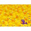 Paperelle Challenge - Puzzle 1000 pezzi - Challenge (12000587)