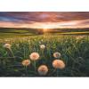 Denti di leone al tramonto - Nature collection - Puzzle 500 pezzi (12000592)