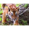 Puzzle 3D Animal Planet: tigre 48 pezzi