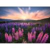 Lupini Al Tramonto- Nature Edition - Puzzle 500 pezzi (12000688)