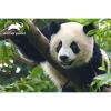 Puzzle 3D Animal Planet: Panda gigante 150 pezzi