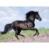 Black Stallion (12803)