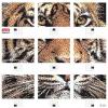 Pixel Art Set - 10800 - Tigre (0803)