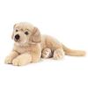 Cane Goldy Golden Retriever (15868)