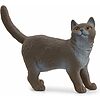 Gatto British Shorthair (13973)