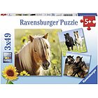 Puzzle 3x49 cavalli (080113)