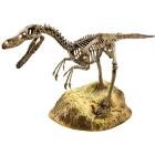 Scheletro Dinosauro Velociraptor