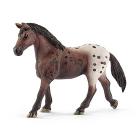 Giumenta Appaloosa (2513861)