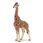 Giraffa maschio (50149)