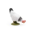 Gallina bianca che becca (PAP51160)