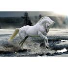 Bob Langrish: Horse Snow (Poster Maxi 61x91,5 Cm)