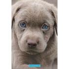 Keith Kimberlin: Puppies Blue Eyes (Poster Maxi 61x91,5 Cm)