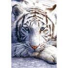 White Tiger (Poster 61X91,5 Cm)
