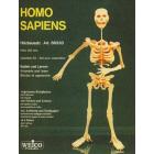 Homo Sapiens scheletro