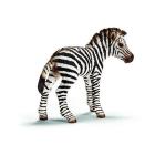 Zebra puledro (14393)