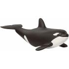Cucciolo di orca (2514836)