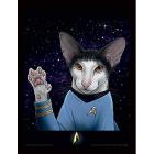 Star Trek: Cats (Spock Paw) Memorabillia Range (Poster In Cornice 30x40)