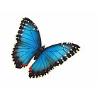 Farfalla Morfo Blu (68460)