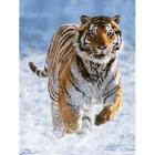 Tigre nella neve