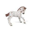 Puledro appaloosa marrone (PAP51510)