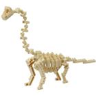 Bronchiosauro Skeleton