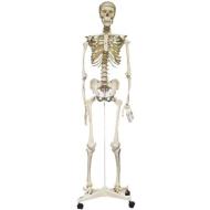 Grande scheletro