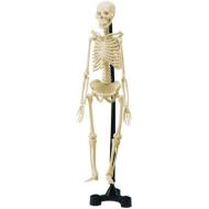 Mini-scheletro