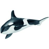 Piccolo di orca (16091)