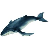 Piccolo di balena gobba (16093)