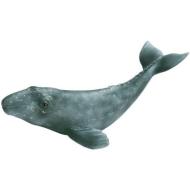 Piccolo di balena grigia (16094)