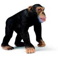 Scimpanzé maschio (14189)