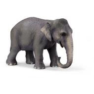 Elefante femmina asiatica (14344)