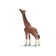 Giraffa maschio che mangia (14389)