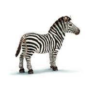 Zebra maschio (14391)