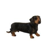 Cane - Short-haired Dachshund Apollo (65441)