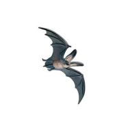 Pipistrello piccolo (68441)