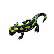 Salamandra maculata (68493)