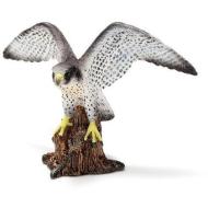 Falco pellegrino (14633)